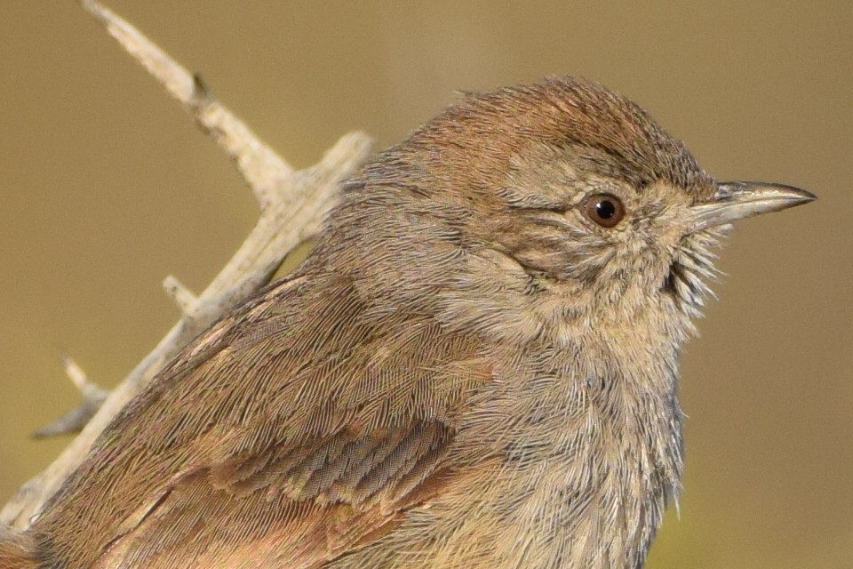 Patagonian Canastero - Sonia Agustini