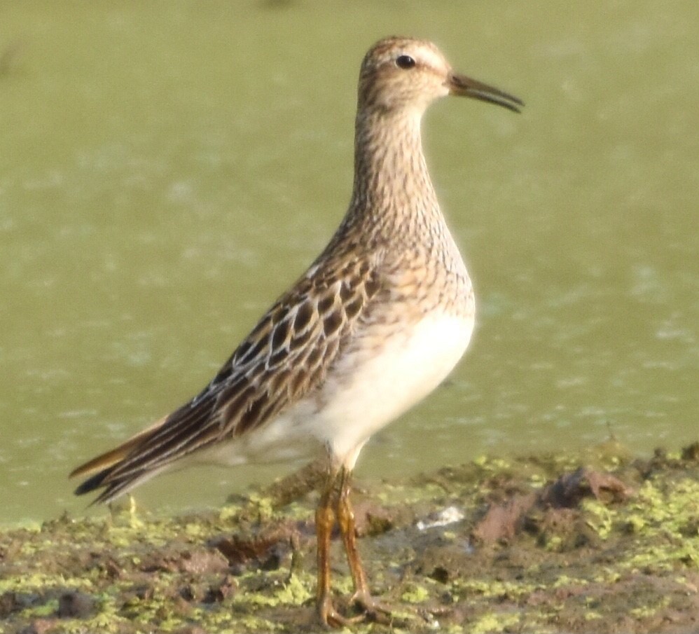 Pectoral Sandpiper - ML358836261