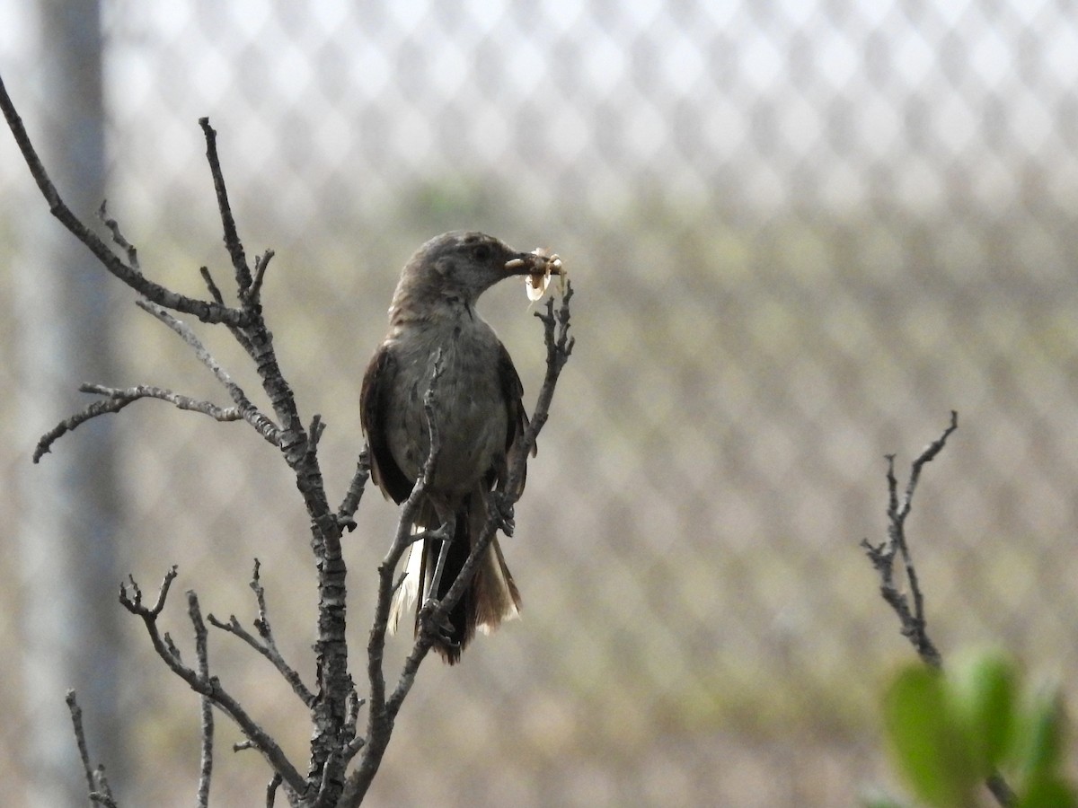 Northern Mockingbird - ML358837951