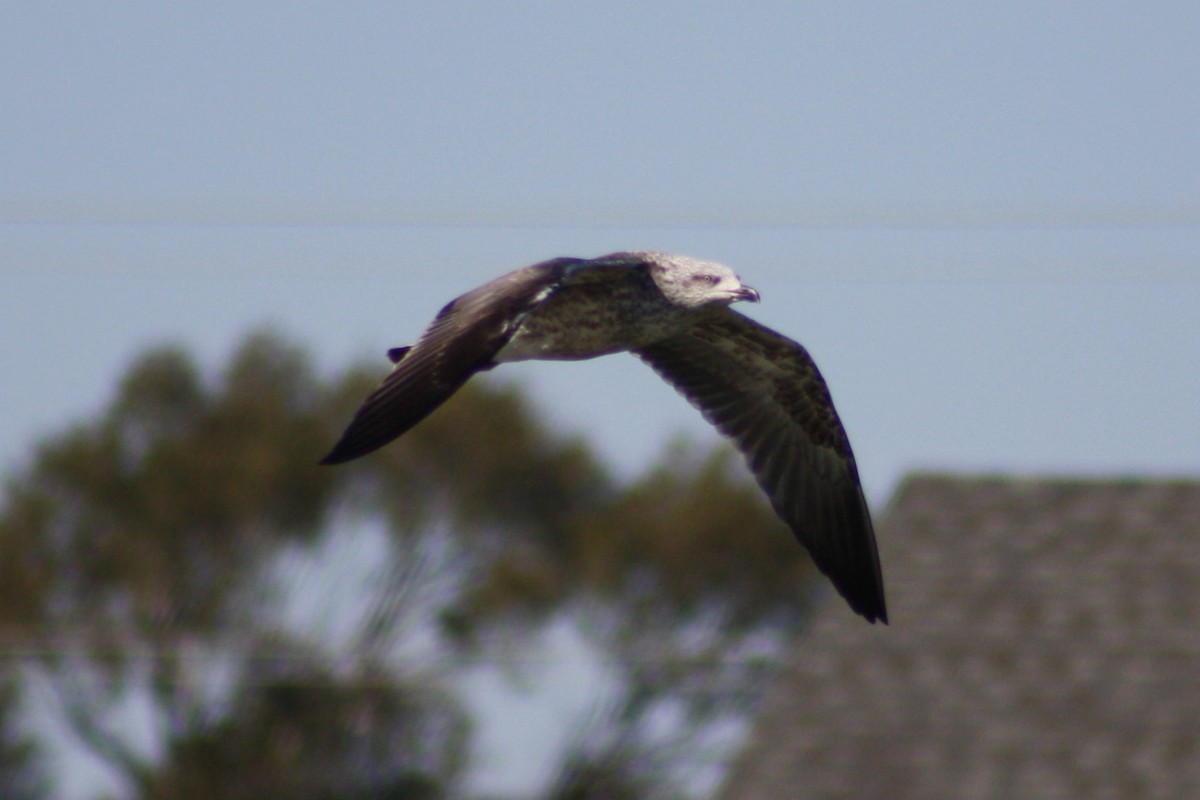 Lesser Black-backed Gull (graellsii) - ML35883831