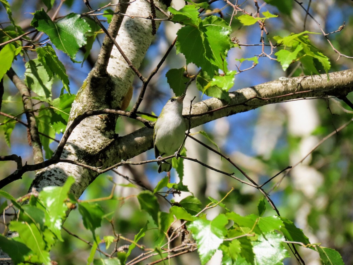 Chestnut-sided Warbler - ML358838391