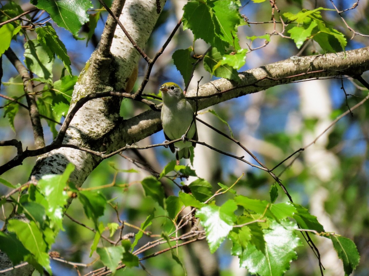 Chestnut-sided Warbler - ML358838401