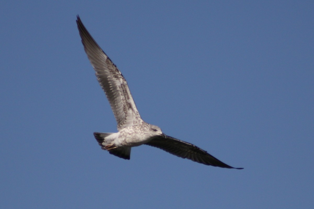 Lesser Black-backed Gull (graellsii) - ML35883841