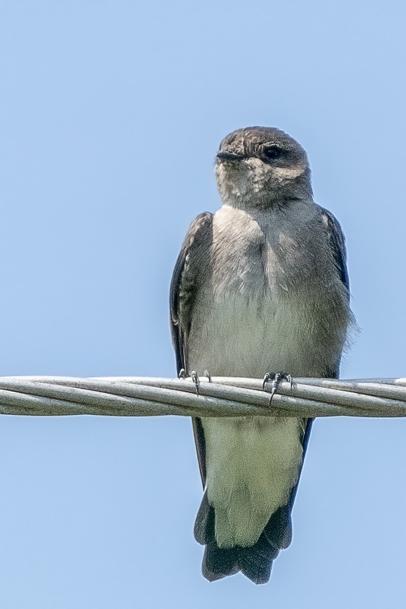 Northern Rough-winged Swallow - ML358838541