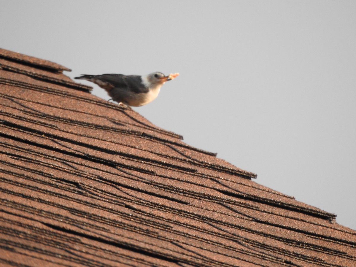 White-breasted Nuthatch (Interior West) - Matthew Thompson