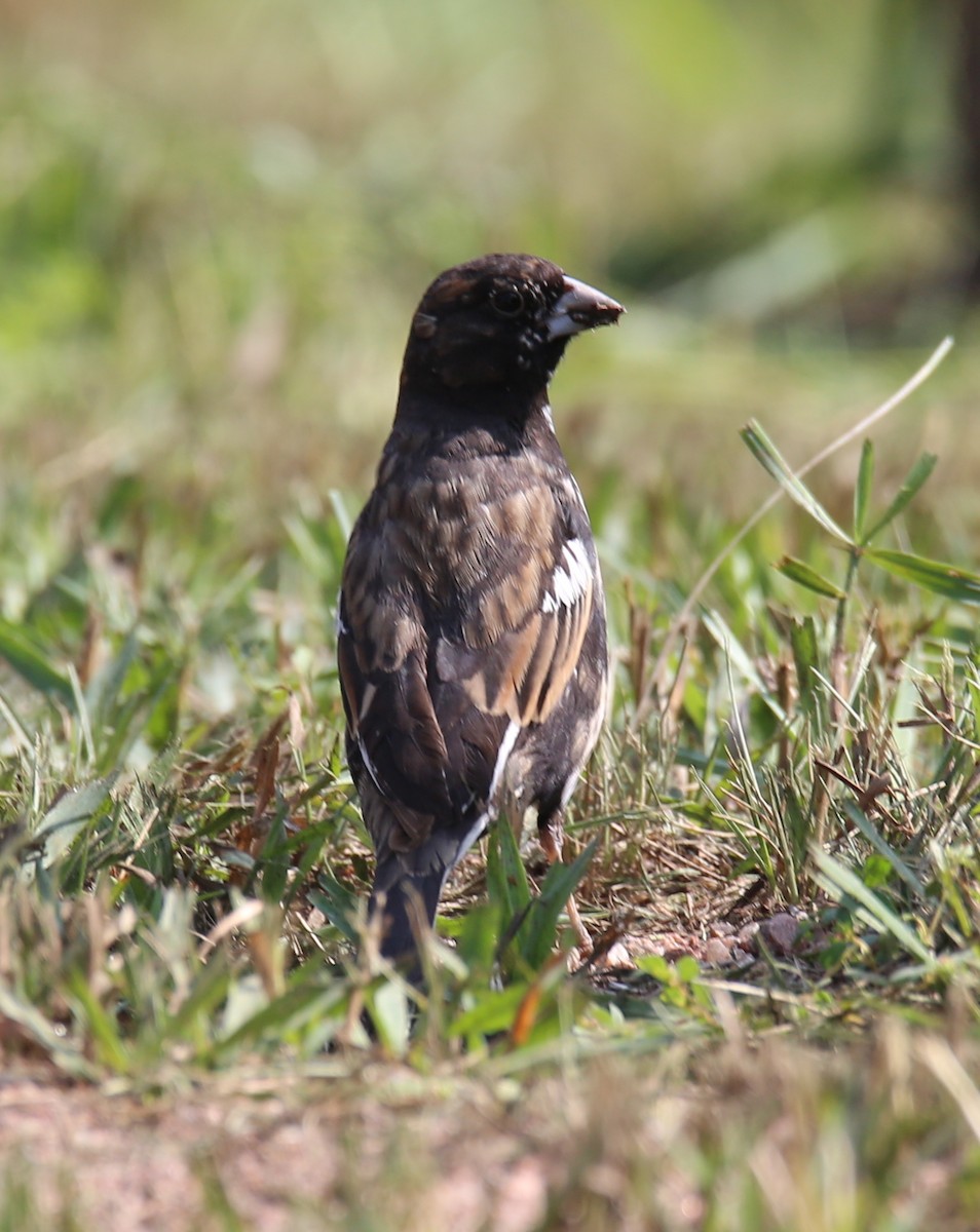 Lark Bunting - ML358839171