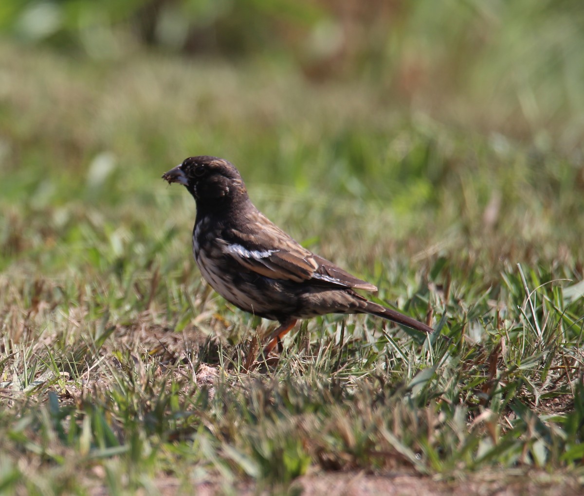 Lark Bunting - ML358839241