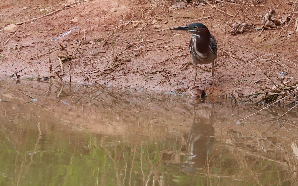 Green Heron - ML358839631