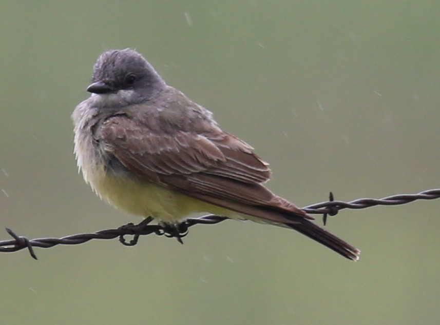 Cassin's Kingbird - ML358840381