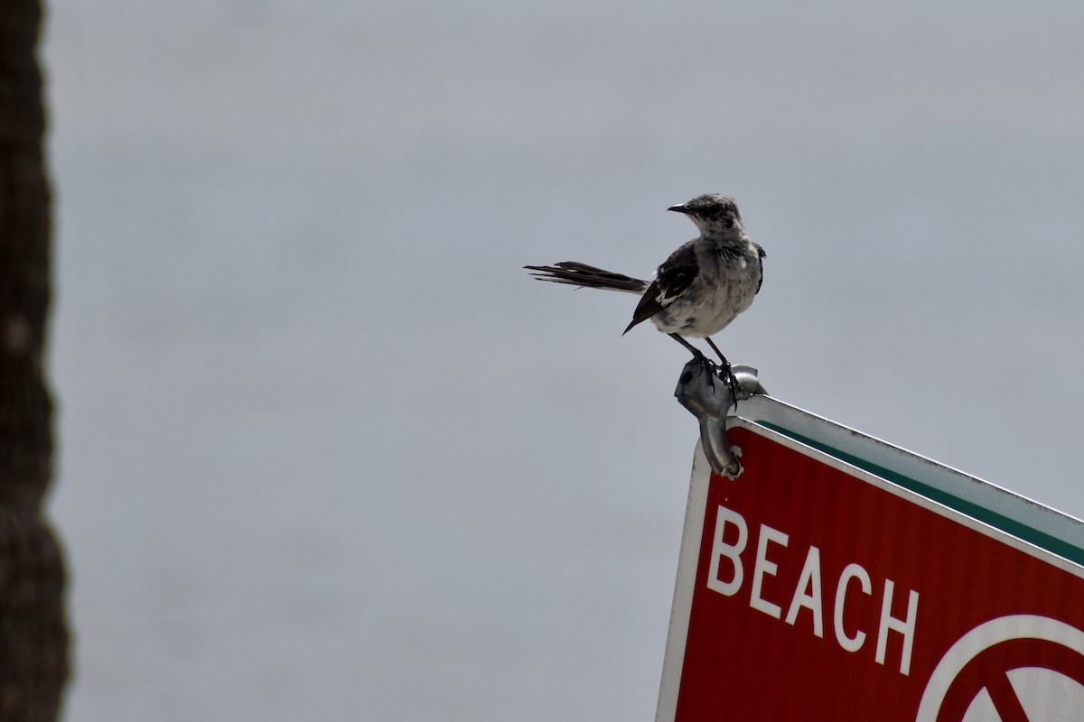 Northern Mockingbird - ML358841691