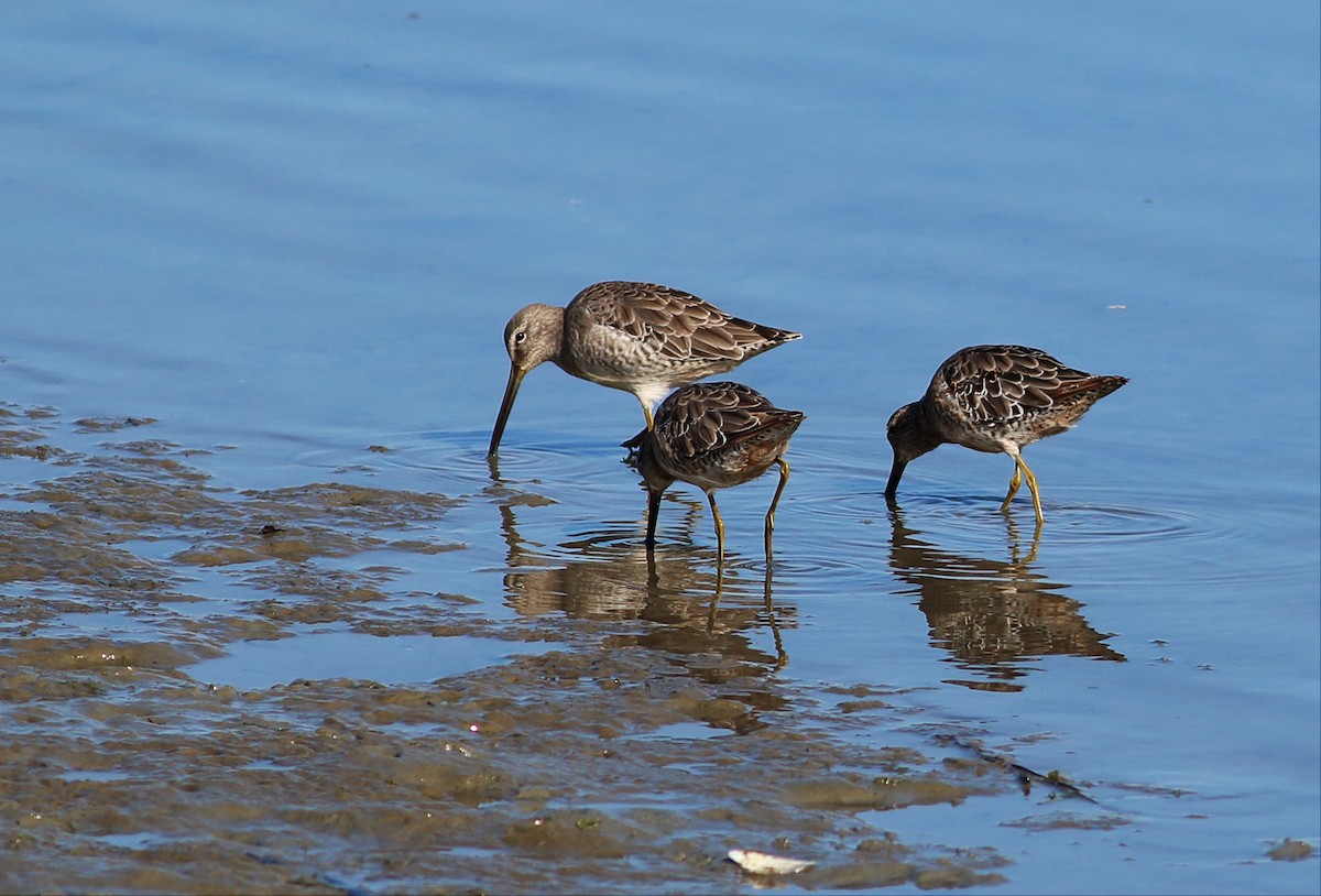 Long-billed Dowitcher - ML35884251
