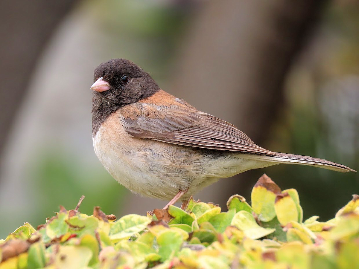 Junco Ojioscuro (grupo oreganus) - ML358843201