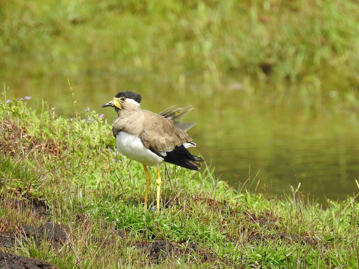 Yellow-wattled Lapwing - ML358846571