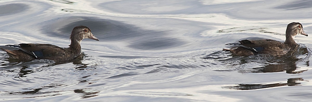 アメリカオシ - ML35884701