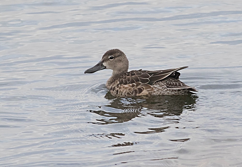 ミカヅキシマアジ - ML35884751