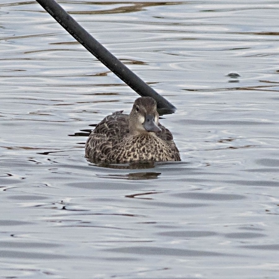 ミカヅキシマアジ - ML35884761