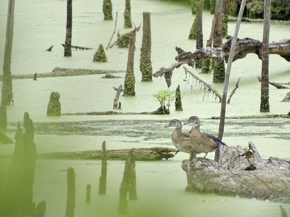 Wood Duck - ML358847671