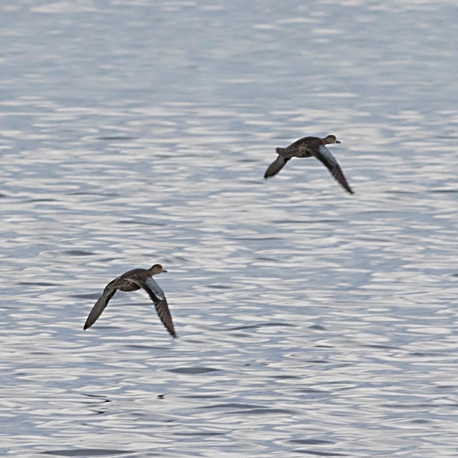 ミカヅキシマアジ - ML35884771