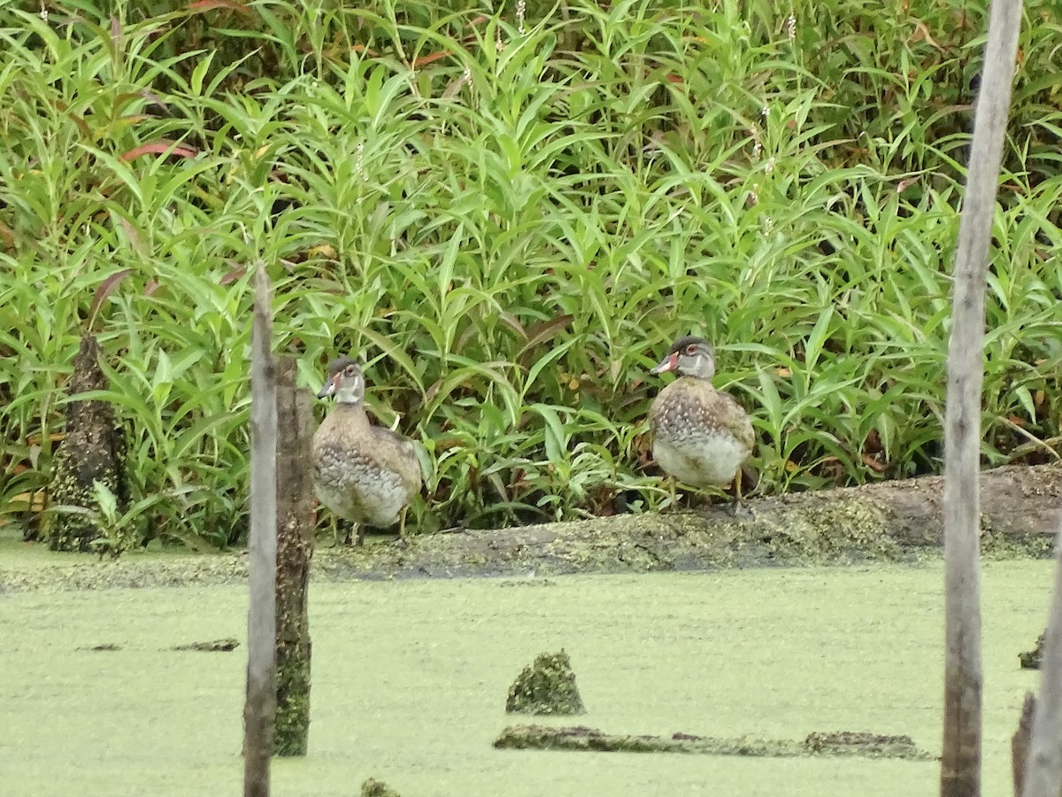 Wood Duck - ML358848061