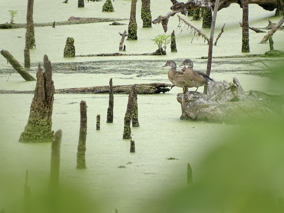 Wood Duck - ML358848151