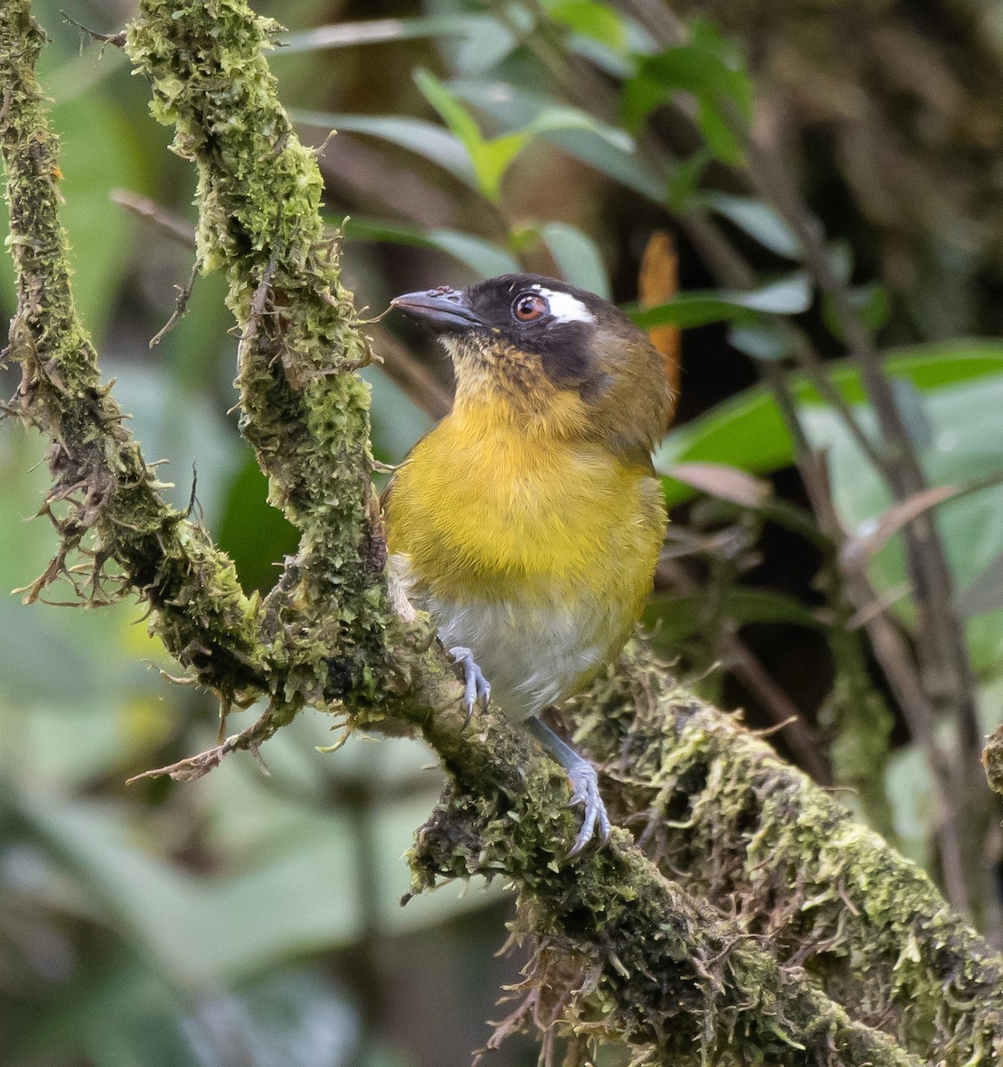 Common Chlorospingus (Central Panama) - ML358849371