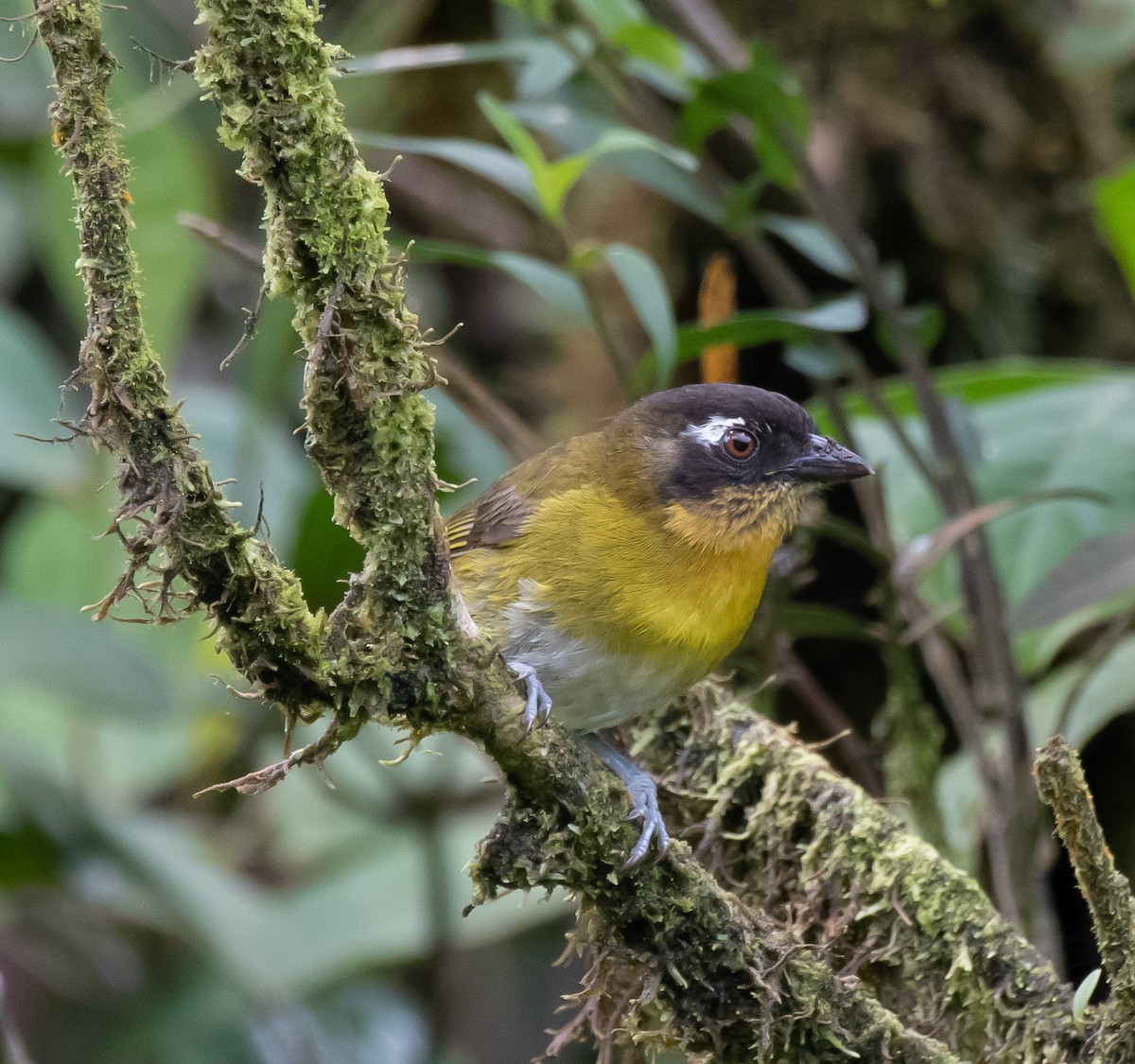 Common Chlorospingus (Central Panama) - ML358849381