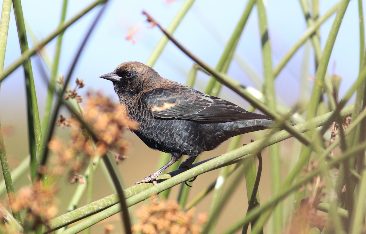 Tricolored Blackbird - ML35884951