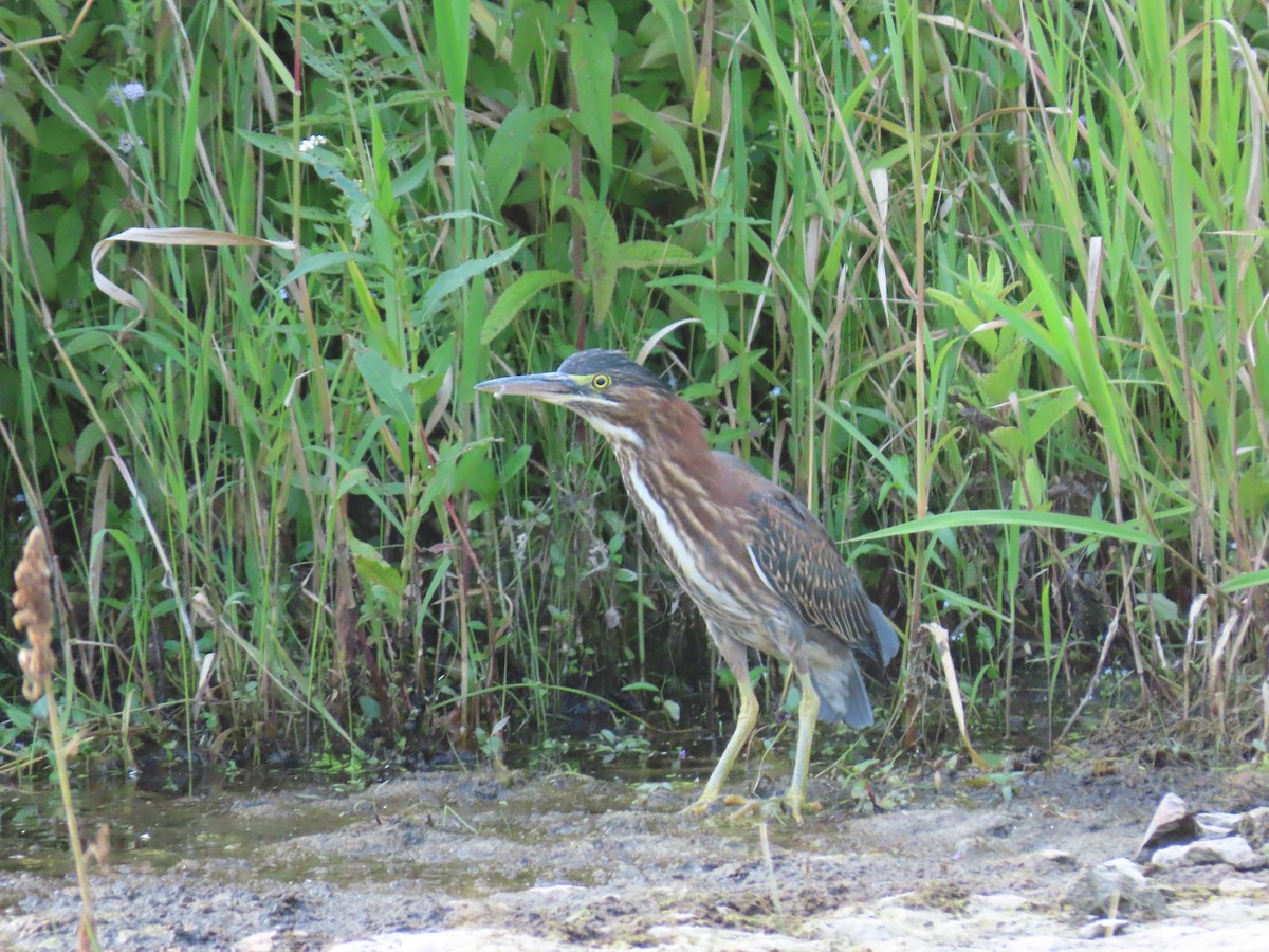 Grünreiher - ML358852941