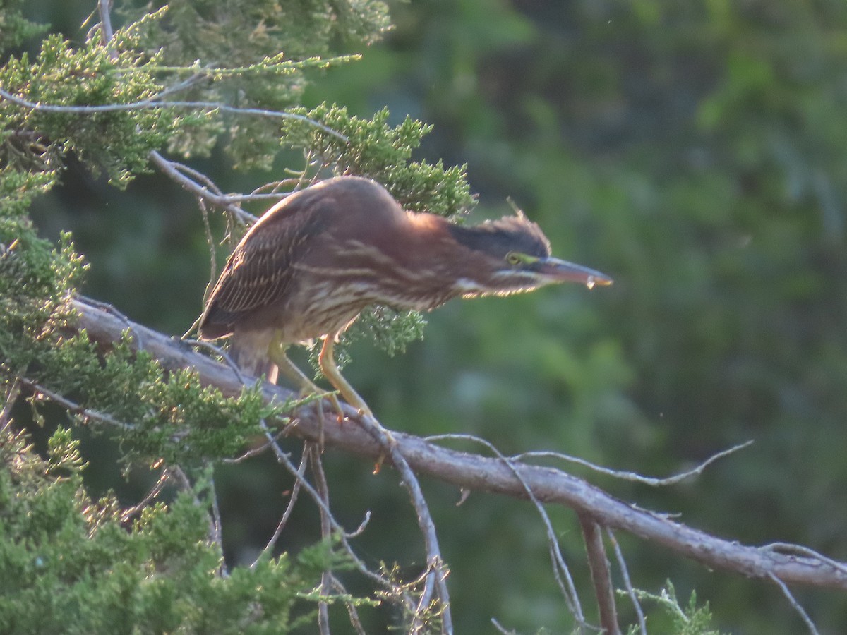Grünreiher - ML358853081