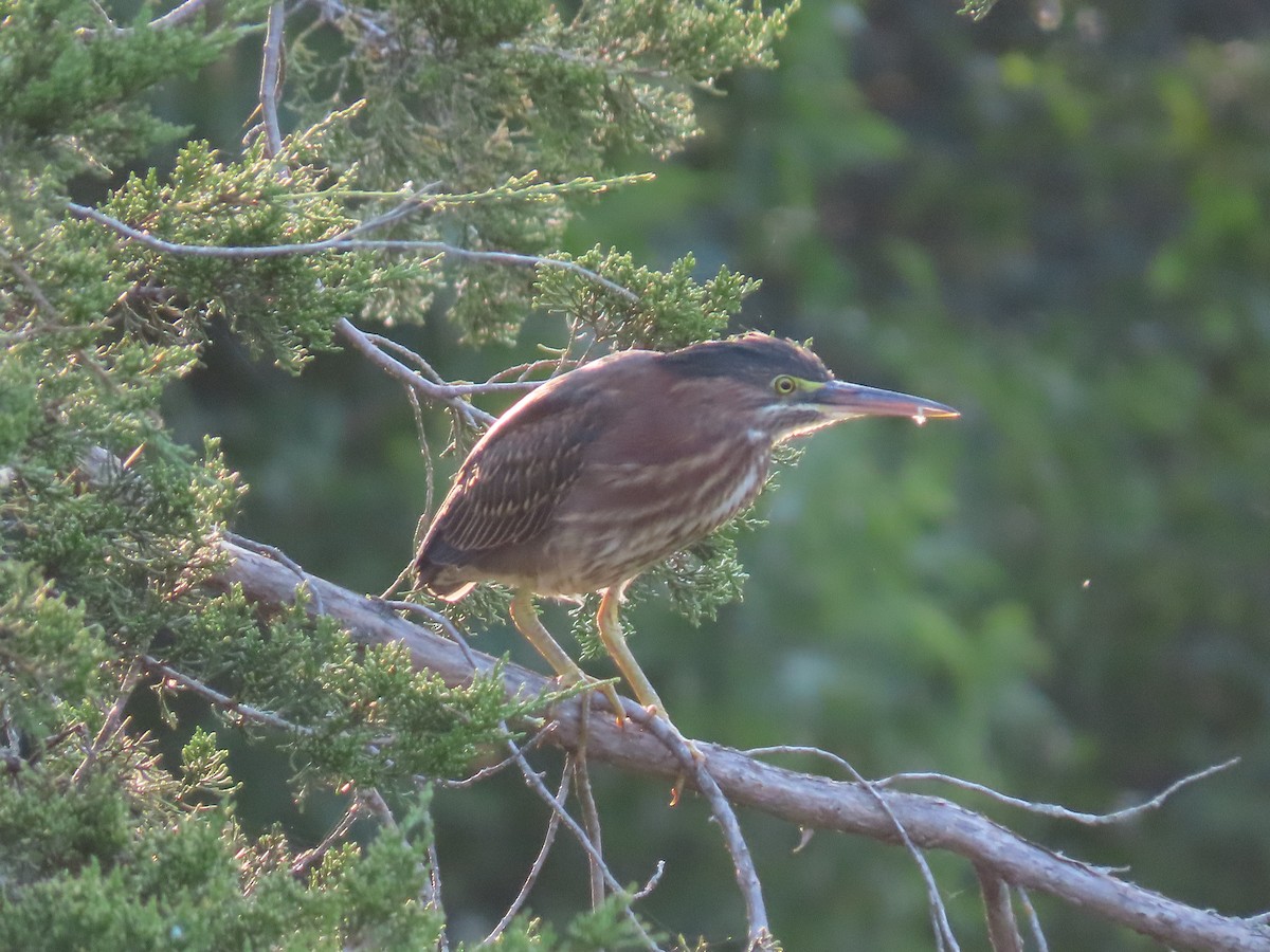 Grünreiher - ML358853121