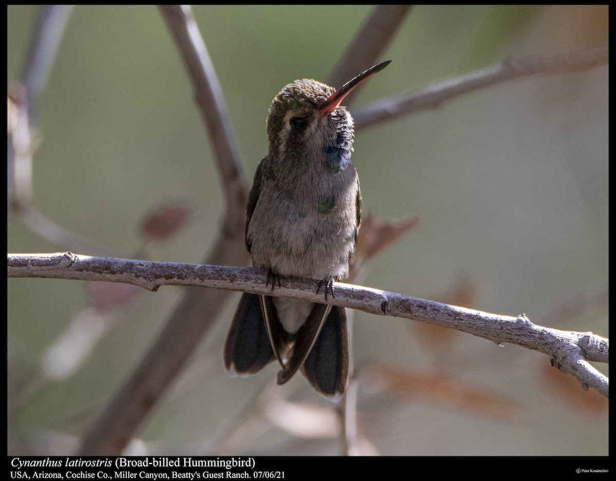 Broad-billed Hummingbird - Peter Kondrashov