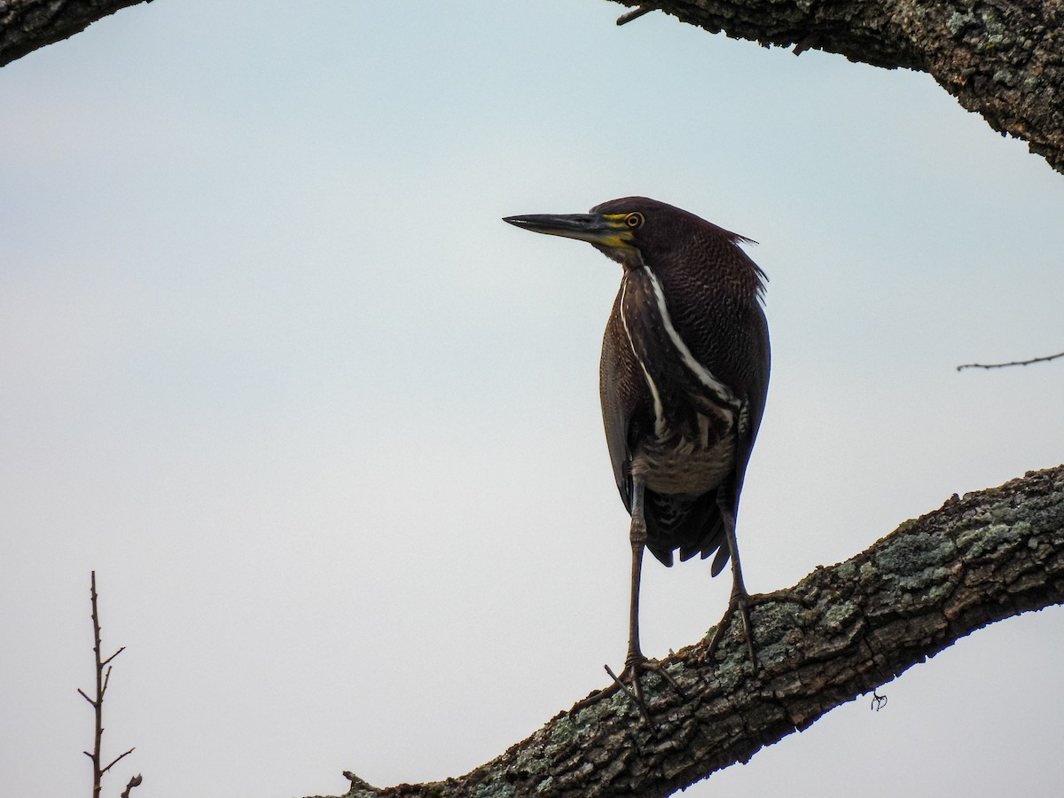 Rufescent Tiger-Heron - ML358855921