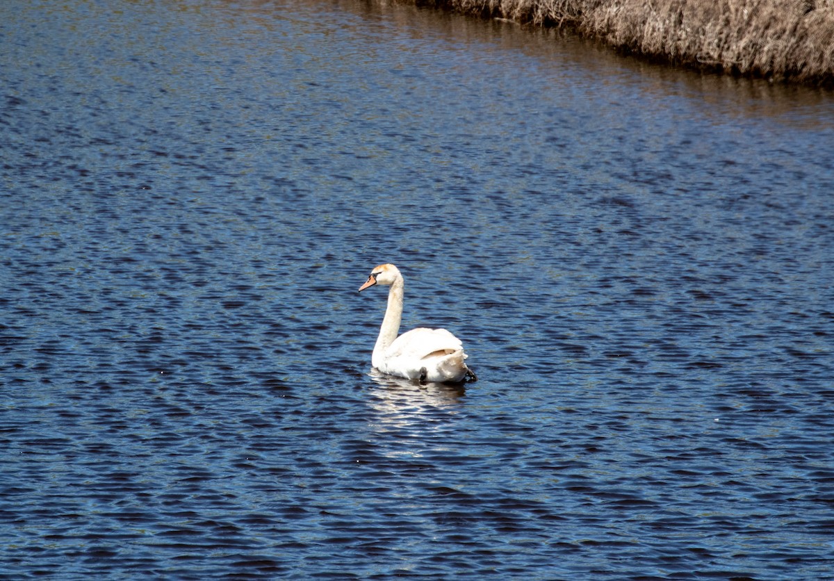 Mute Swan - ML358856591