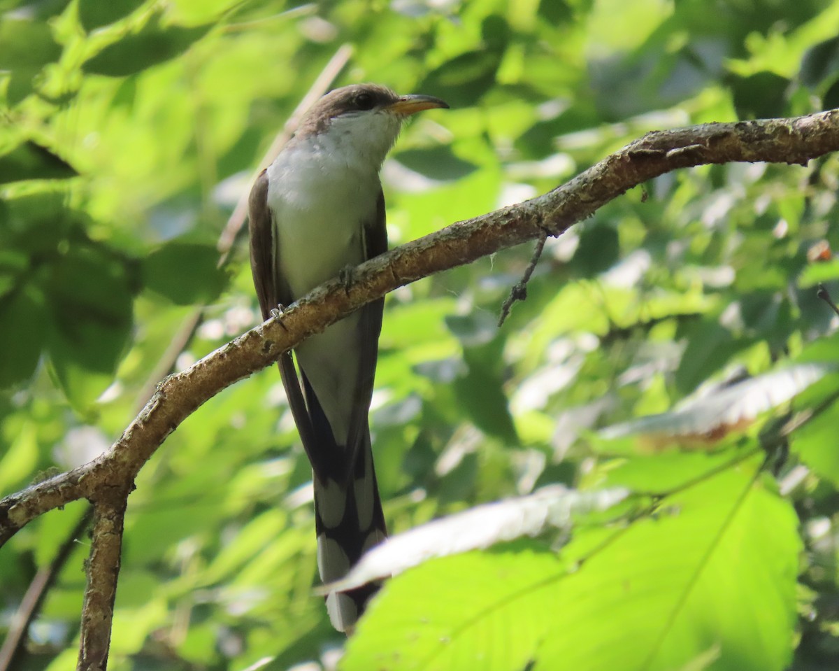 Yellow-billed Cuckoo - ML358856631