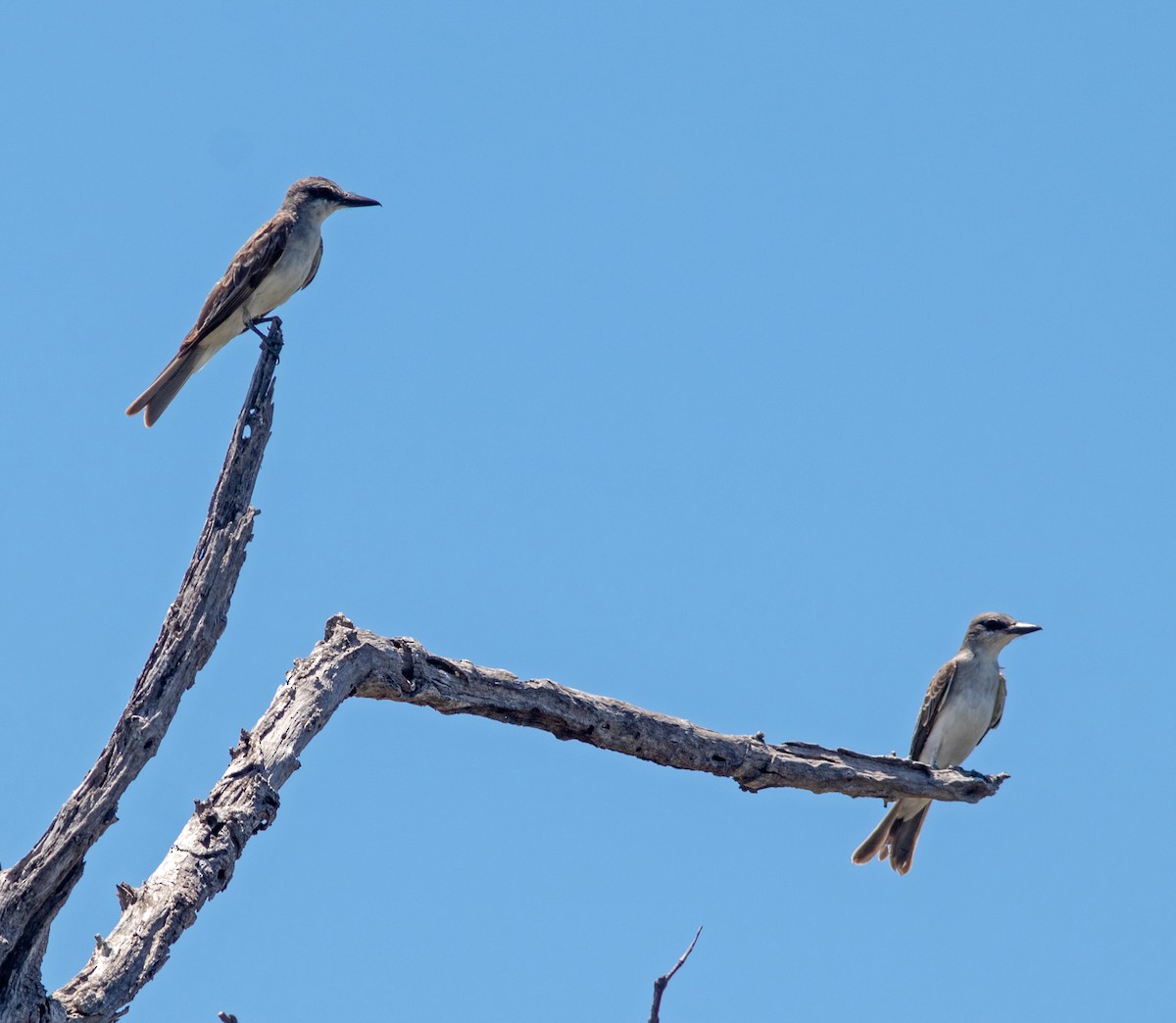 Gray Kingbird - ML358856981