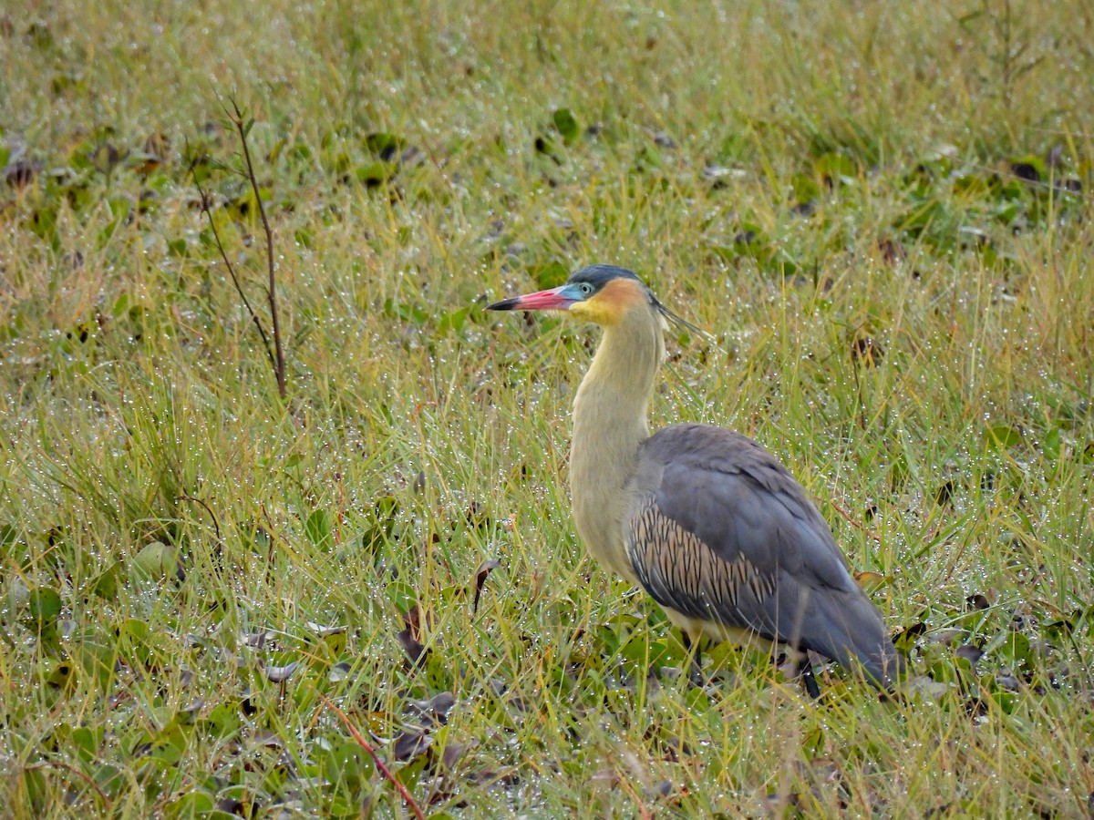 Whistling Heron - ML358857571