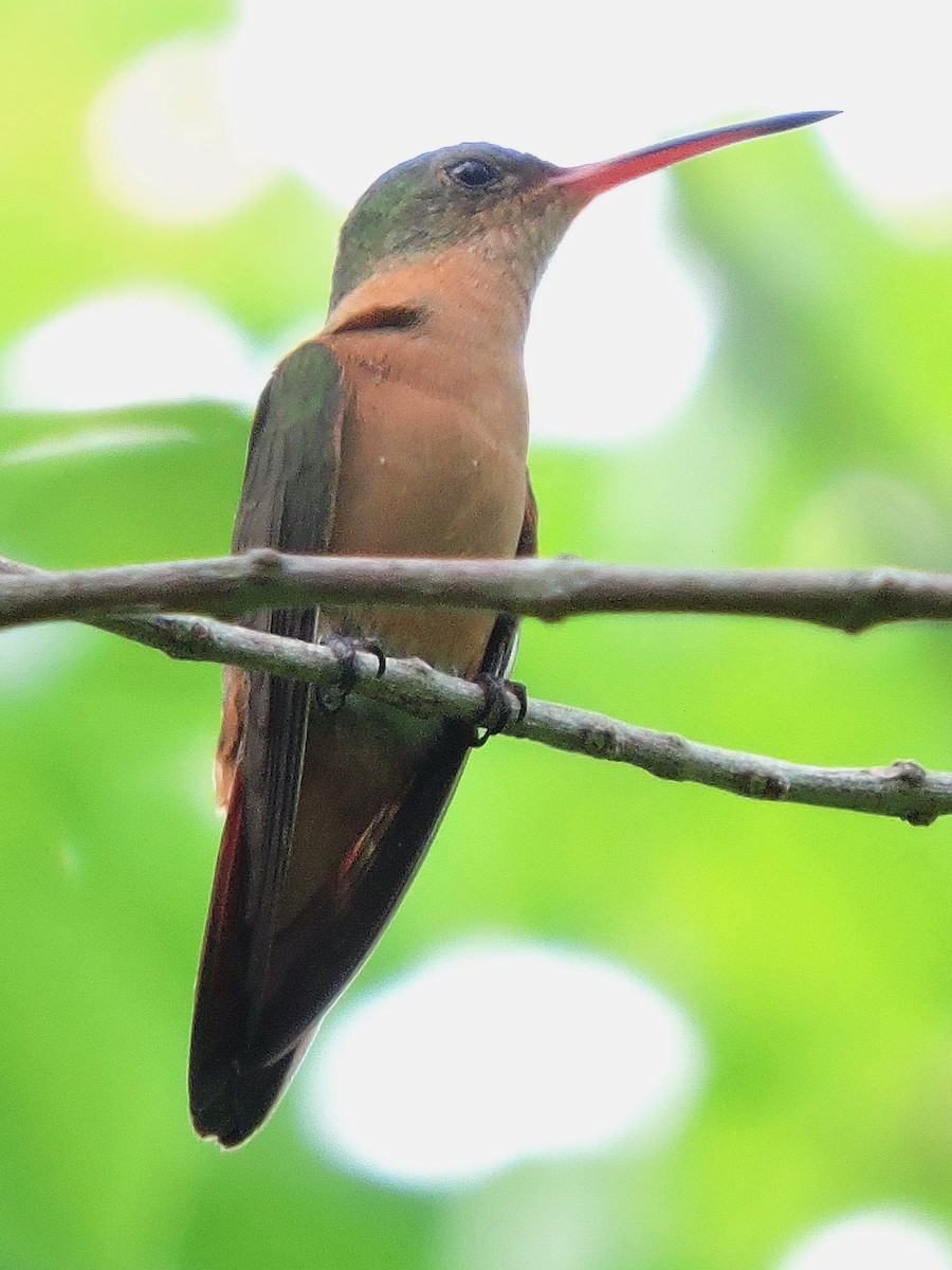 kolibřík ryšavý - ML35885911
