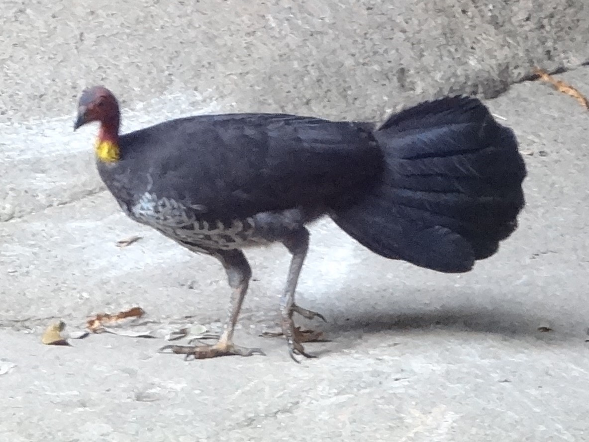 Австралийский курохвост - ML358859431