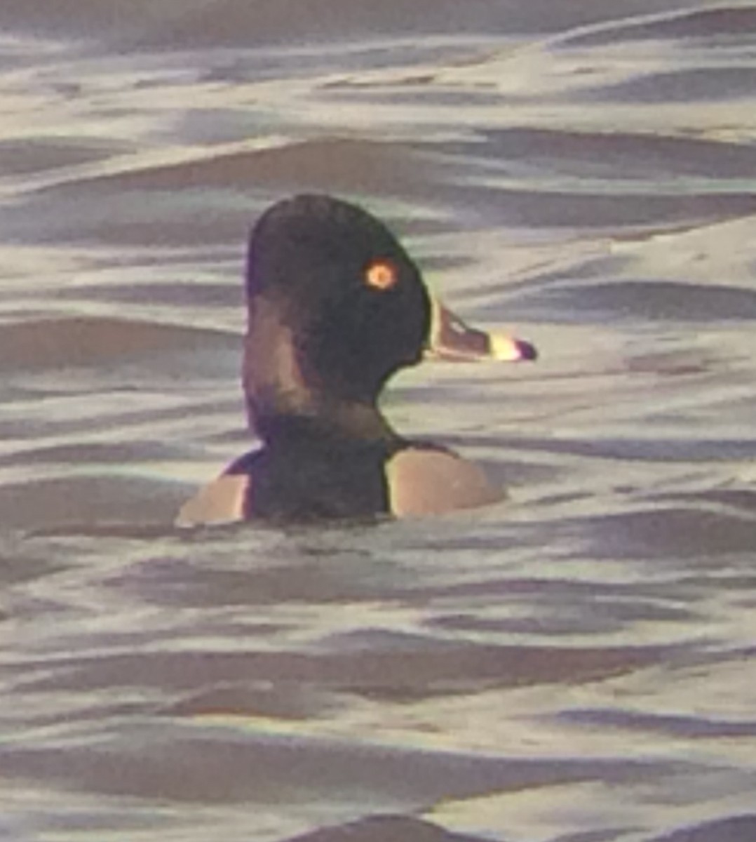 Ring-necked Duck - ML358860881