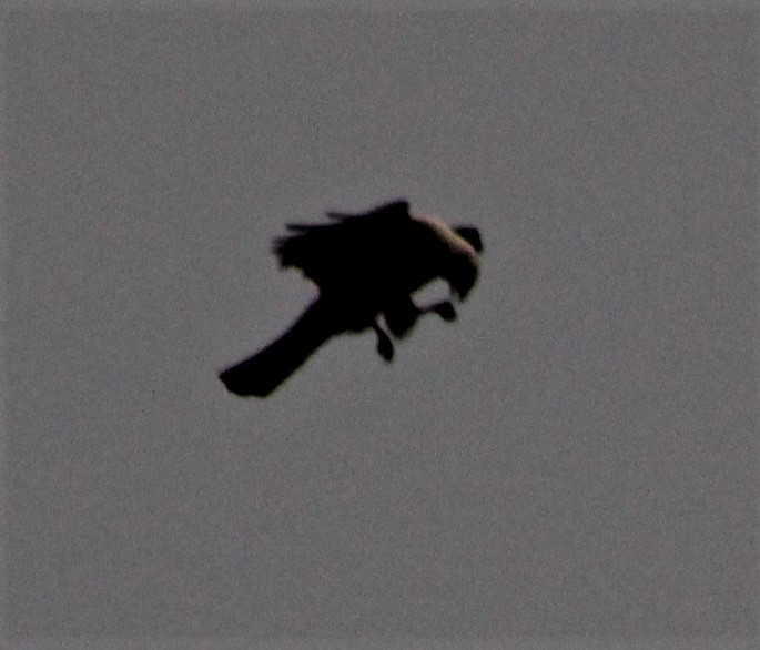 Mississippi Kite - ML358861141