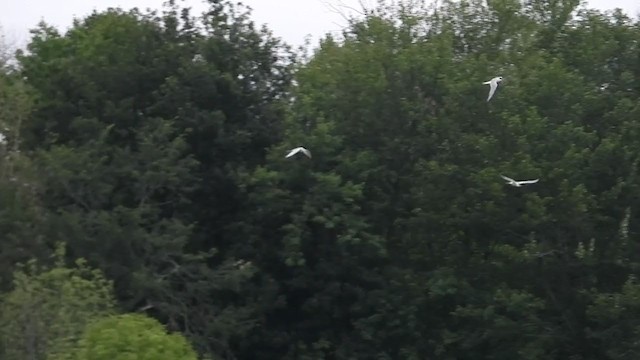 Common Tern - ML358862001