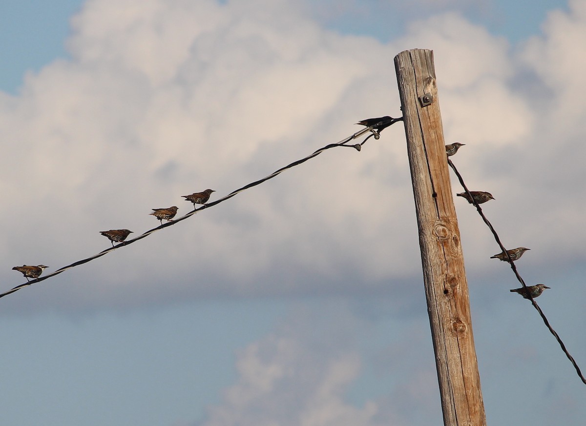 European Starling - ML35886261