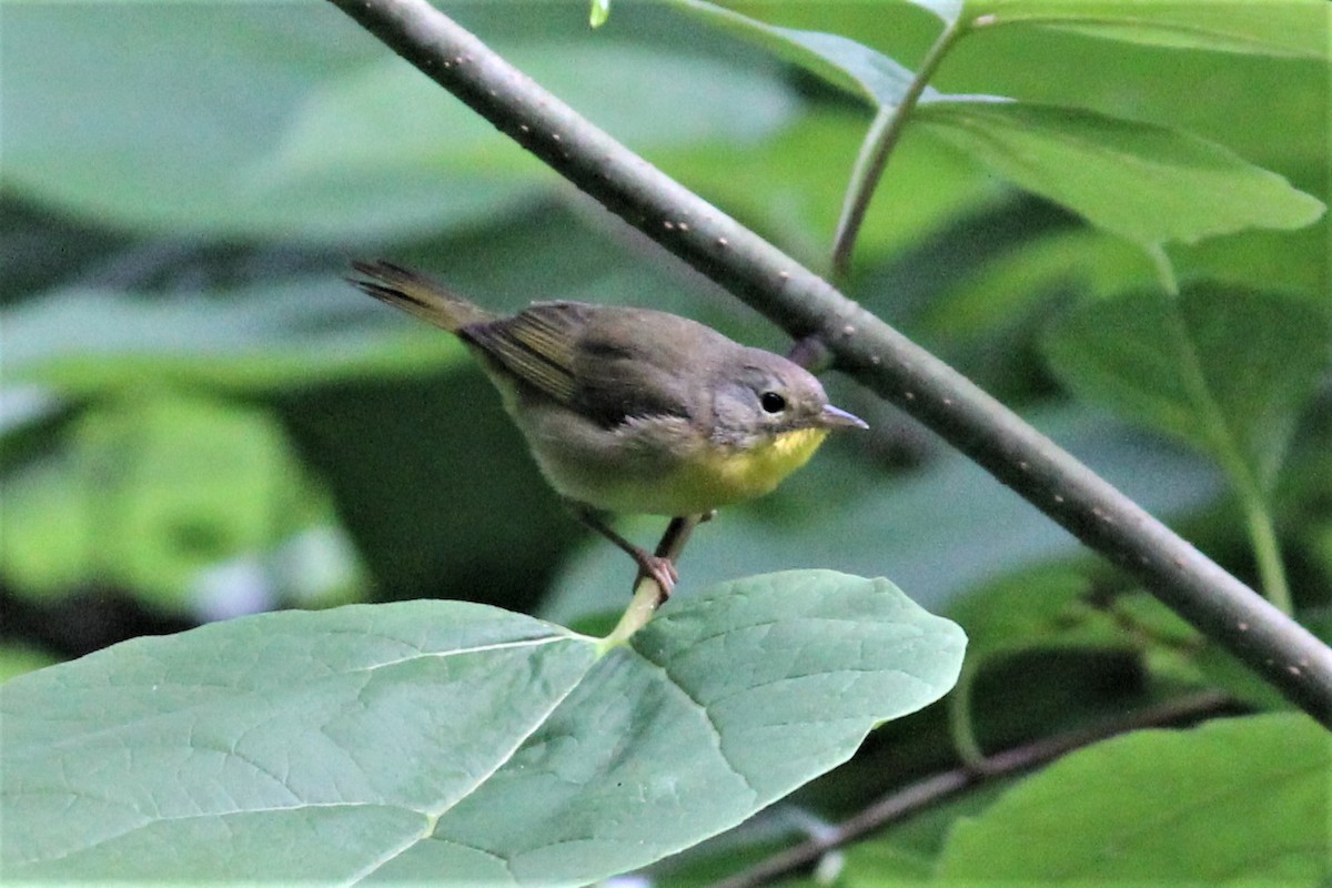 Common Yellowthroat - ML358863241