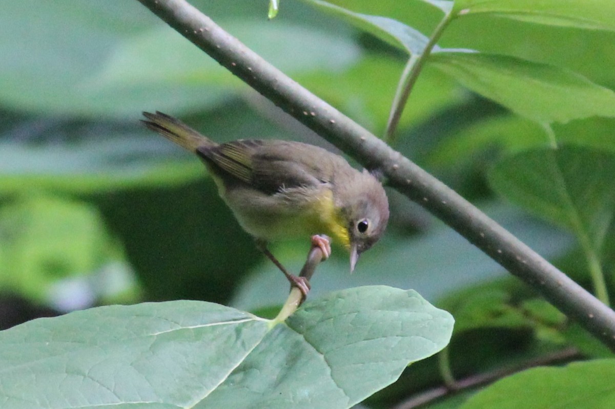 Common Yellowthroat - ML358863251