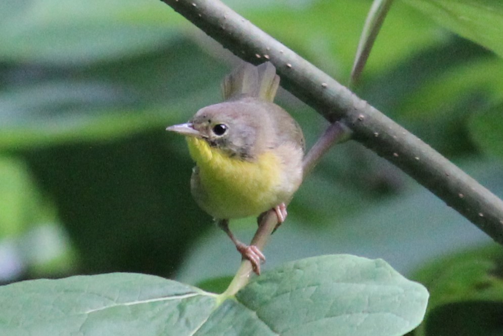 Common Yellowthroat - ML358863261