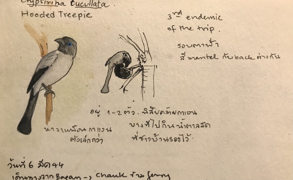 Hooded Treepie - Rungsrit Kanjanavanit