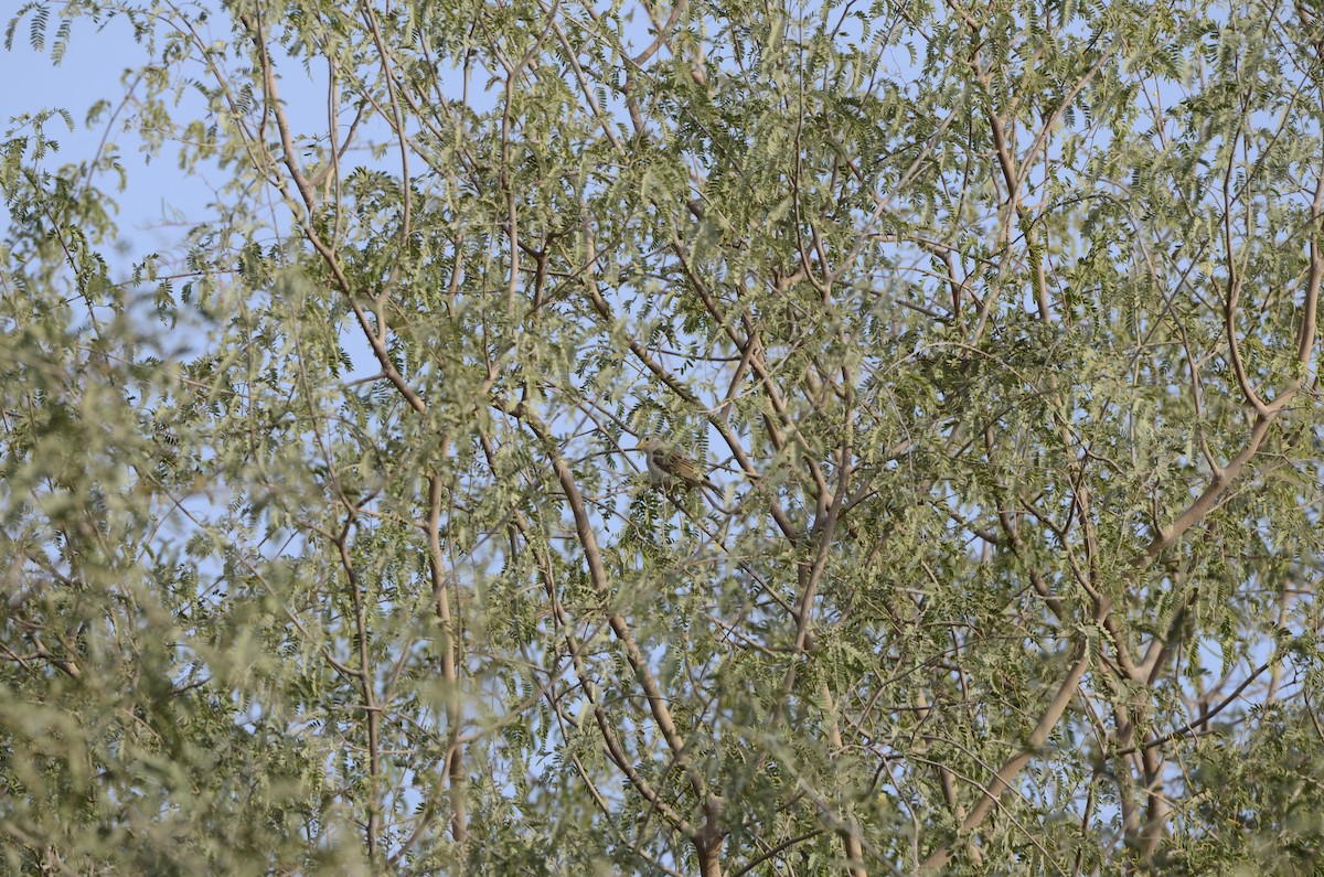 House Sparrow - ML358865031