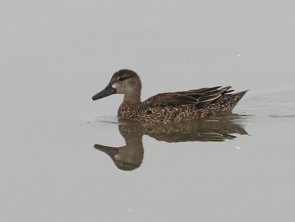 Blue-winged Teal - ML358866851