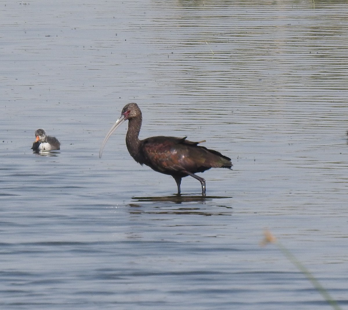 ibis americký - ML358868401