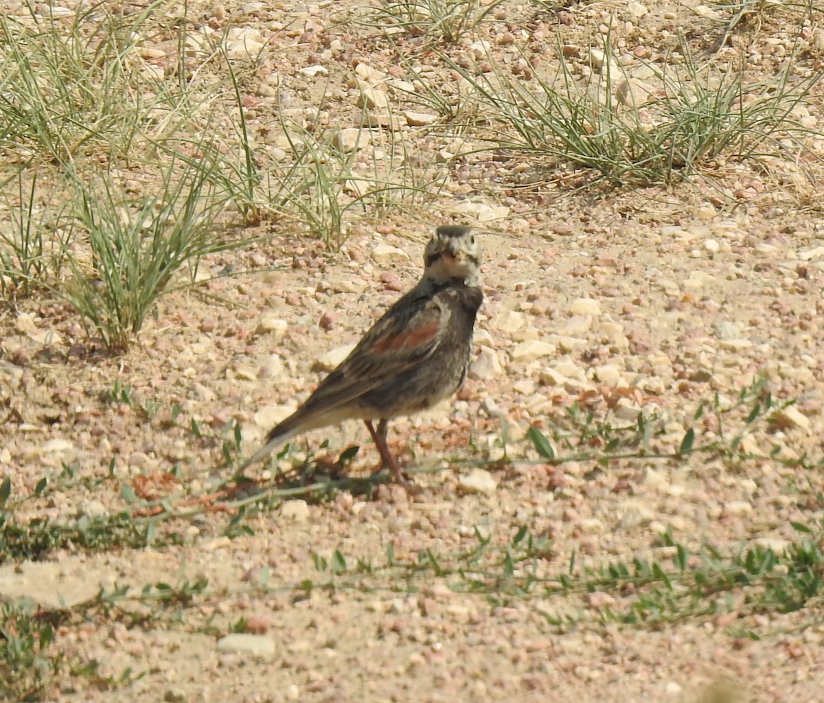 Thick-billed Longspur - ML358868541